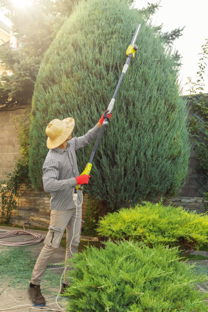 Best Arborist Consultation Services  in Elk Plain, WA